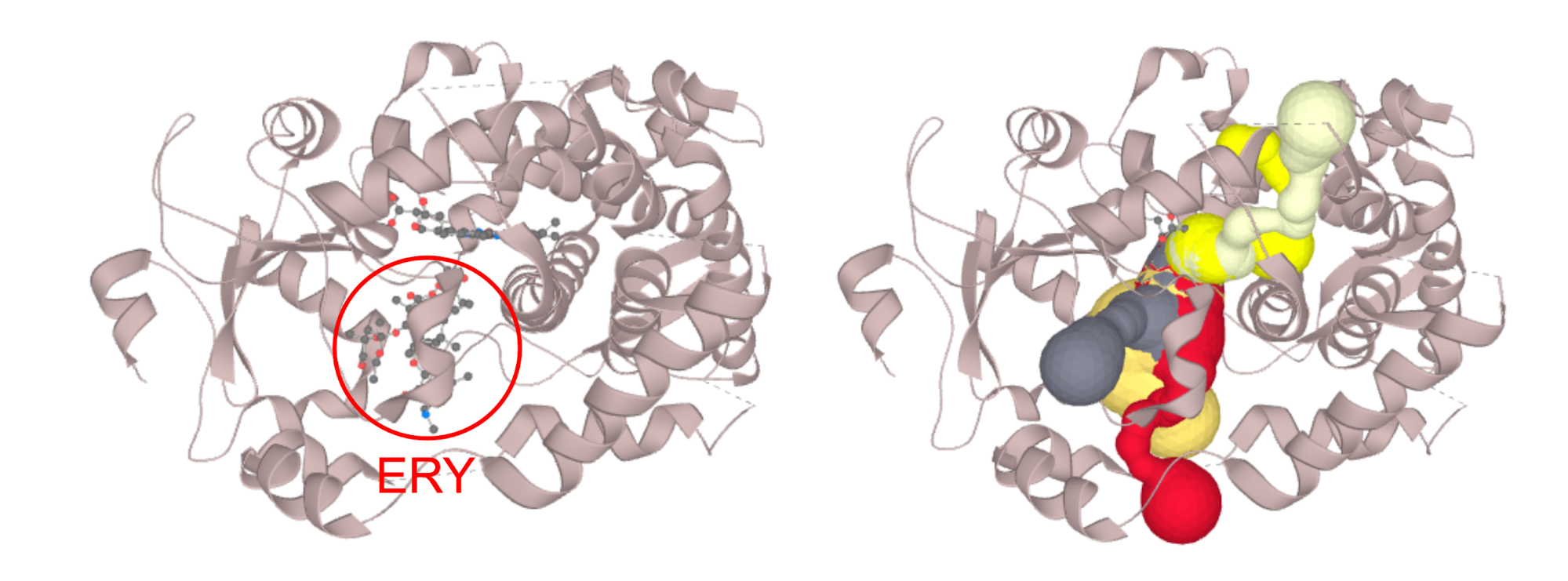 Structure of CYP3A4 with bound erythromycin (PDB ID: 2J0D; left) which is blocking the opening of the access channels. Discarding of the erythromycin molecule allows the proper calculation of access channels (right).